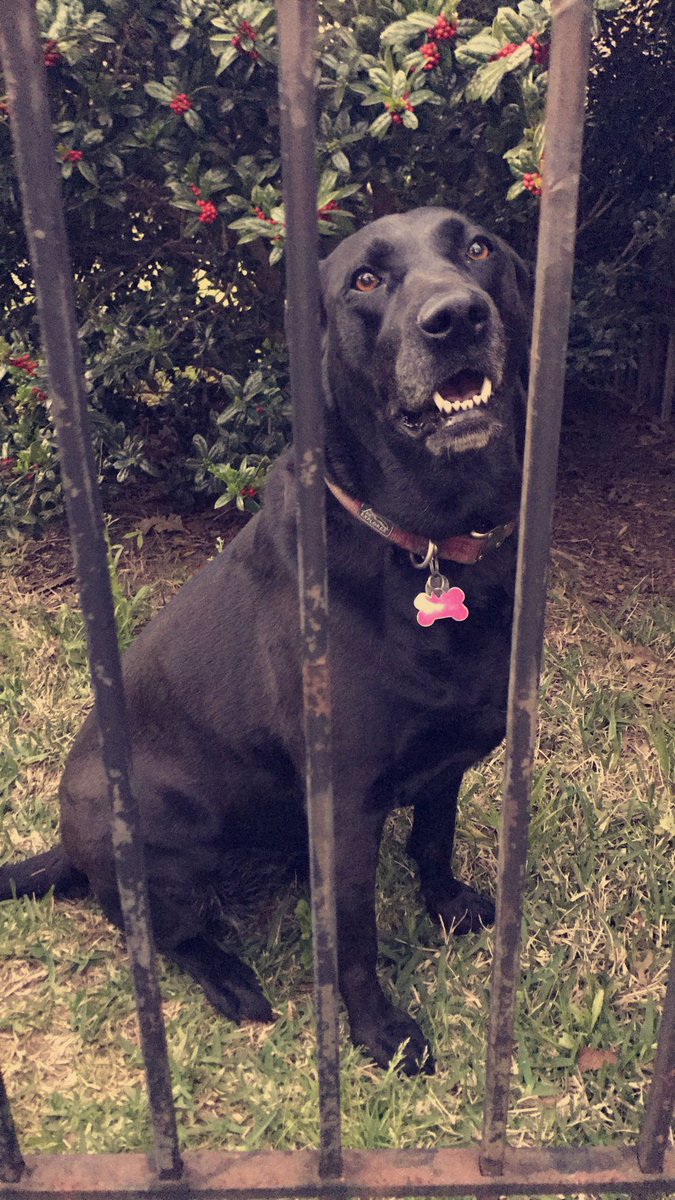 Noah_Gerdes's tweet photo. hey Twitter please RT this, I need help! I need to find a really good artist who can paint a realistic picture of my aunts dog who passed away recently! She fell in love with this sweet girl because of the look in her eyes so it would really be something i need showcased. https://t.co/ZBPgDsh8ss