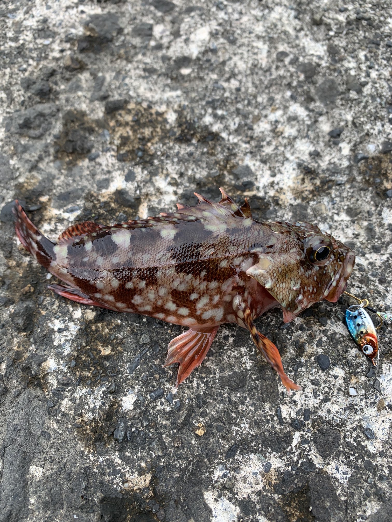 魚ちゃん 移住後 初釣行 小さいけど立派なカサゴです 移住 西伊豆釣り ロックフィッシュ アジング T Co 05rj1h1rva Twitter