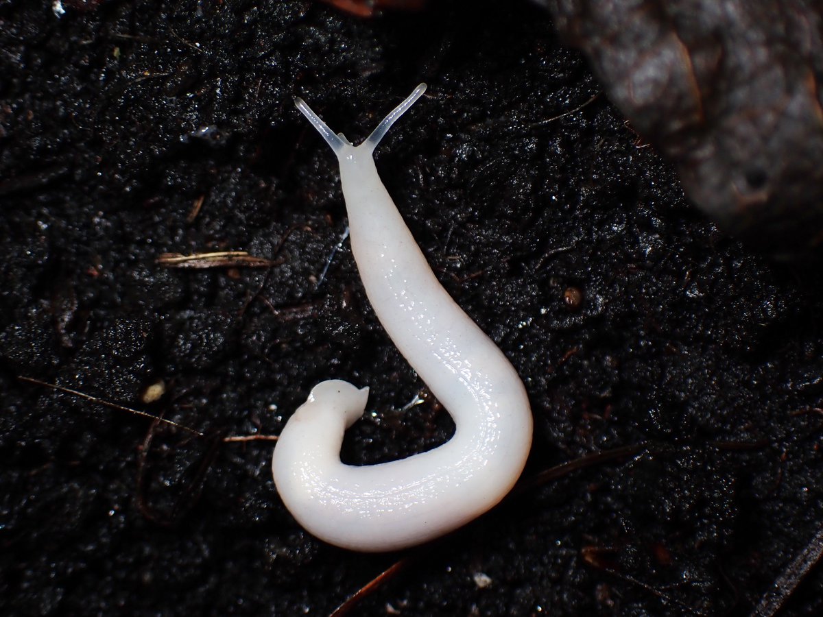 The Ghost Slug (Selenochlamys ysbryda), an unmistakable ghost-white slug that is a subterranean predator of earthworms. First described by  @CardiffCurator scientists, it is actually believed to originate from the Crimea region of Ukraine. It likes damp woodlands on  @collieryspoil