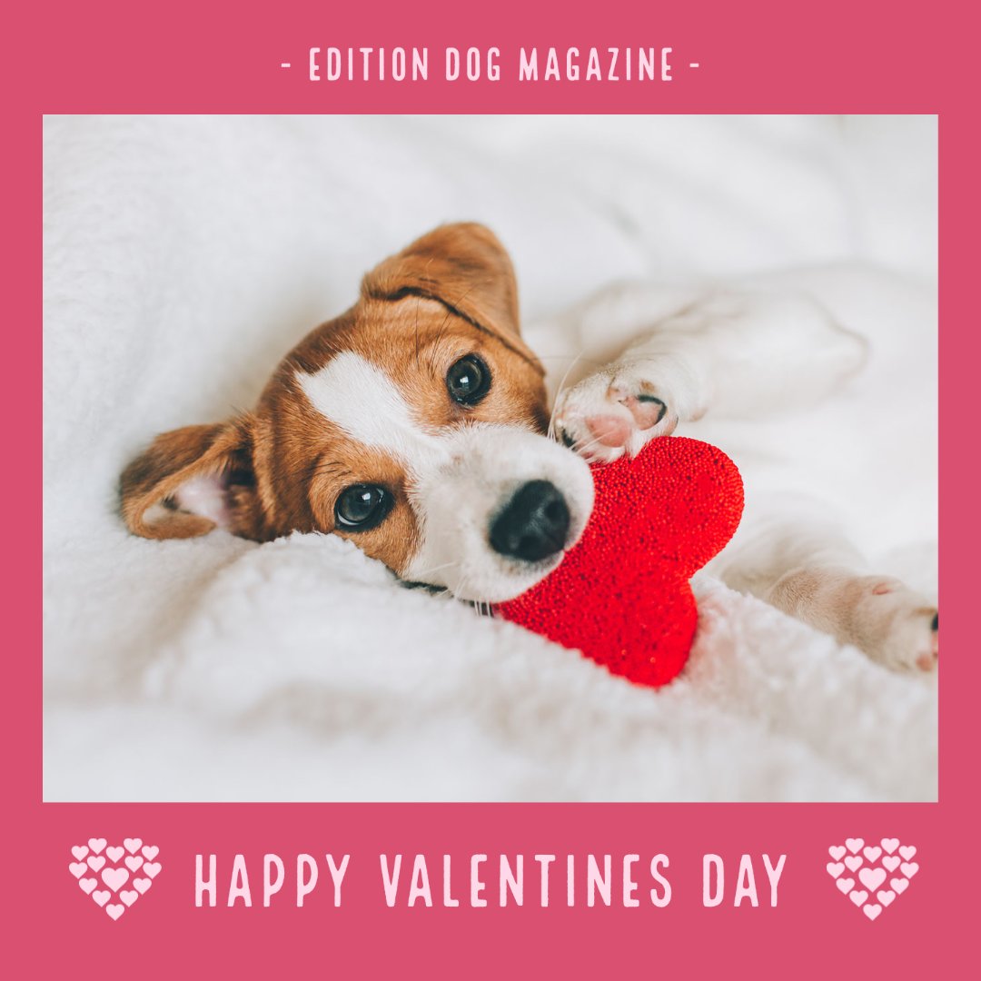 Happy Valentines Day from us all at Edition Dog!

Show us your valentines pictures below!

#SundayFunday #ValentinesDay #DogsOfTwitter