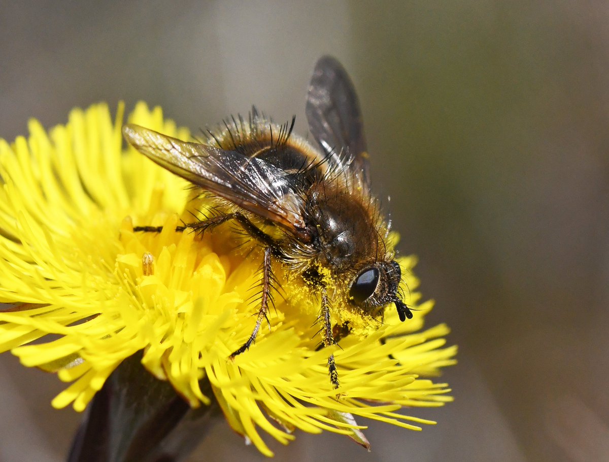 The final invertebrate to feature in our Top 10 is Tachina ursina - the Teddy-bear fly  Adults are active in March and April and are typically numerous on  @collieryspoil sites during these months. They seem to love the flowers of Coltsfoot (Tussilago farfara).