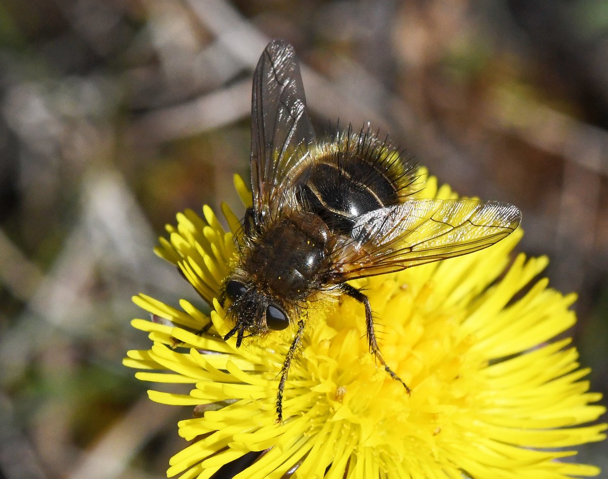 The final invertebrate to feature in our Top 10 is Tachina ursina - the Teddy-bear fly  Adults are active in March and April and are typically numerous on  @collieryspoil sites during these months. They seem to love the flowers of Coltsfoot (Tussilago farfara).