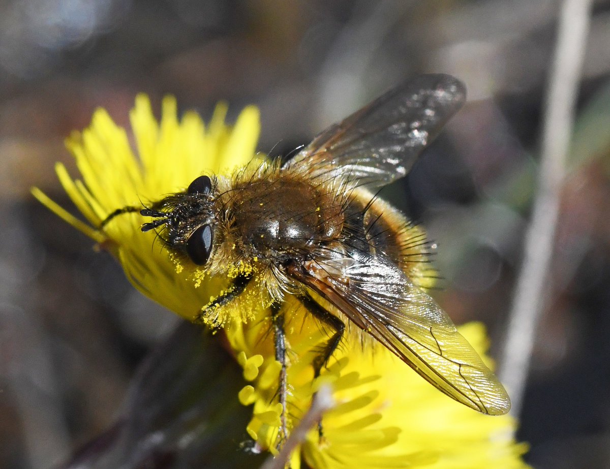 The final invertebrate to feature in our Top 10 is Tachina ursina - the Teddy-bear fly  Adults are active in March and April and are typically numerous on  @collieryspoil sites during these months. They seem to love the flowers of Coltsfoot (Tussilago farfara).