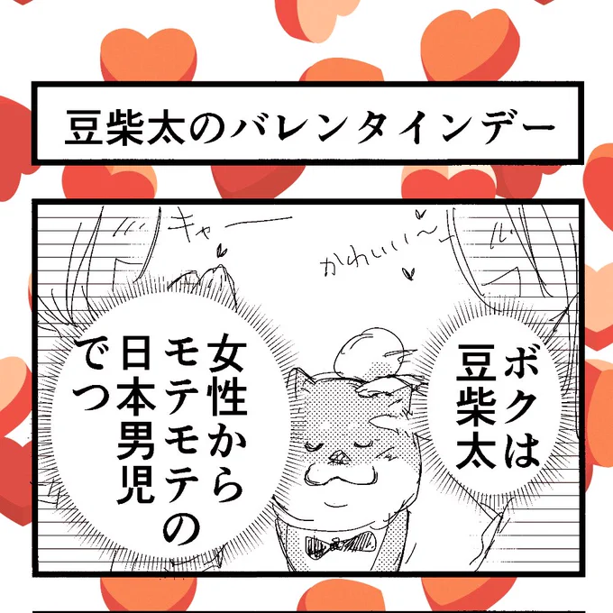 4コマ漫画?「豆柴太のバレンタインデー」自分のことを人間だと思っているワンコの4コマです?#柴ばあと豆柴太#柴犬#4コマ漫画#バレンタインデー 