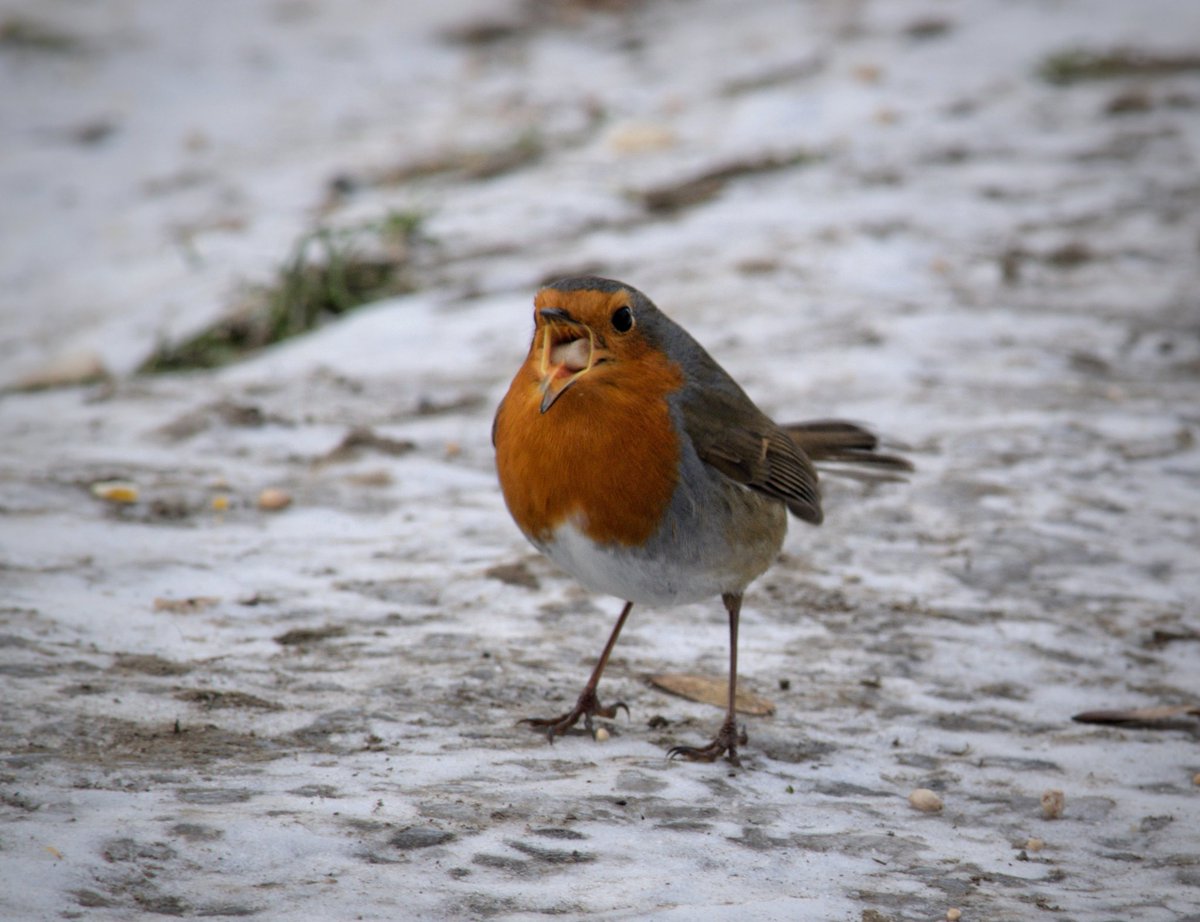 YorksLad5's tweet photo. Attracted my attention with some persistent vocals. Thawed suet on the menu for breakfast. #TwitterNatureCommunity #BirdsSeenIn2021 #birds #nature https://t.co/lXc0LoisDZ