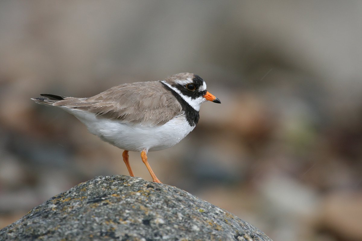 Here's a little ringed pLOVEr! Happy Valentine's Day 💚💙💜🧡💛❤️

(c) Tom Marshall