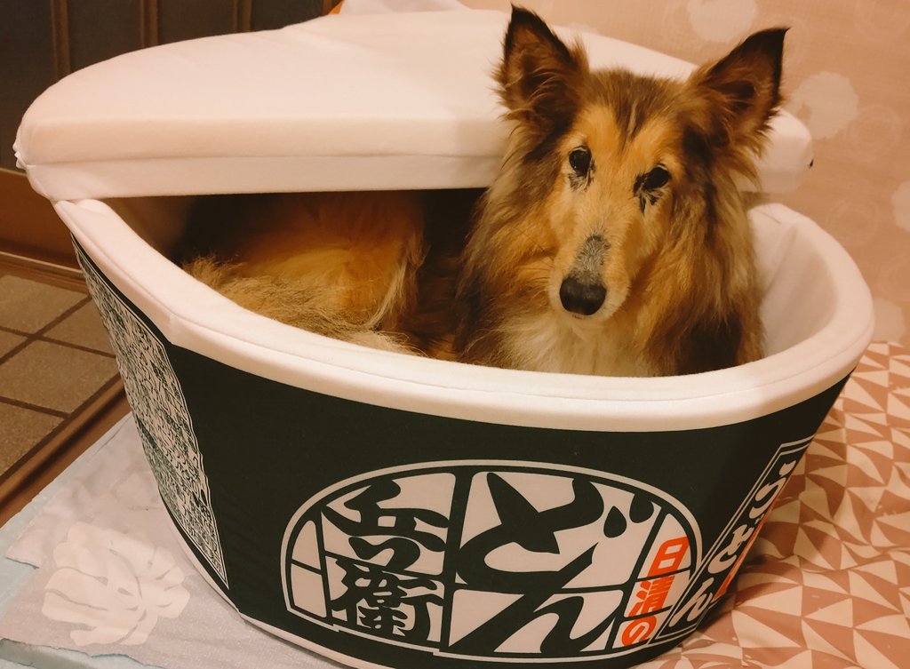 チキンラーメン型のペット用ベッドで寝るわんこが可愛すぎるし細部まで遊び心たっぷりでほっこり ワンタン麺 Togetter