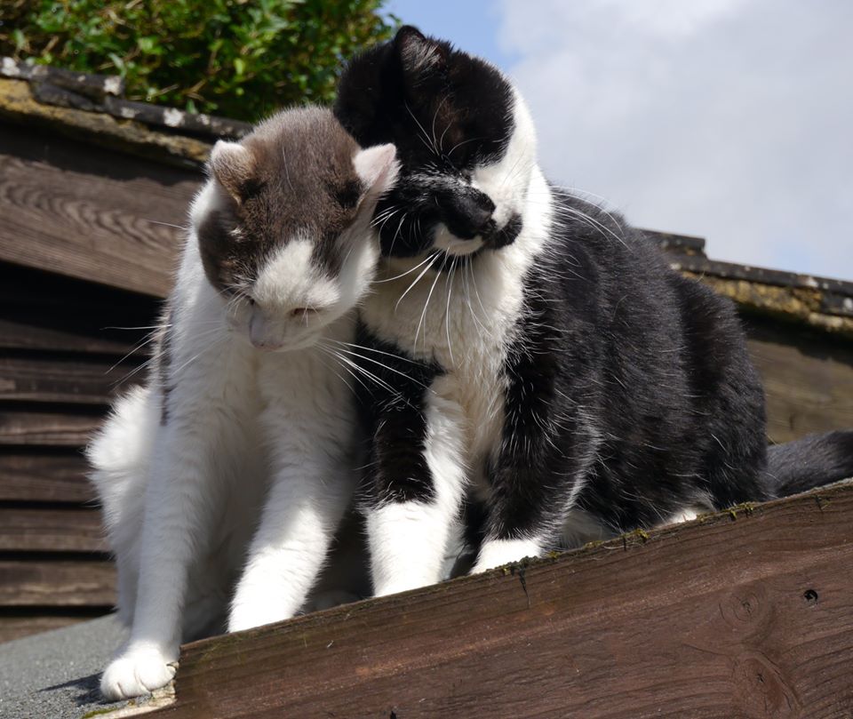 RomneyCats's tweet photo. #HappyValentinesDay from all the #cats and humans at #RomneyHouse 😻😍💝💘💖 https://t.co/C3NEvSL9qs