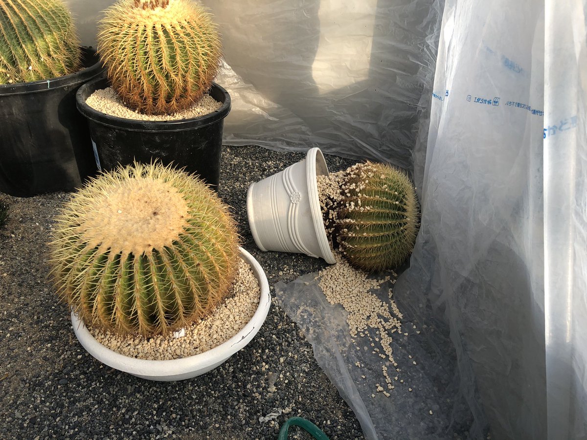 遅くなりましたが公園は地震の被害も少なく 今朝から通常開園しました もう 来ませんように サボテン園の鉢物の転倒や折れ 21 02 14 動画あり 逢瀬公園 緑化センター ぐるっと郡山