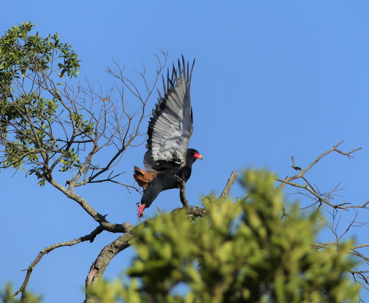 Birds of #MaasaiMara 

#saddlebillstork #Ephippiorhynchussenegalensis #Bateleur #Terathopiusecaudatus #birdsofafrica #kenyabirds # #birdwatching #birdphotography