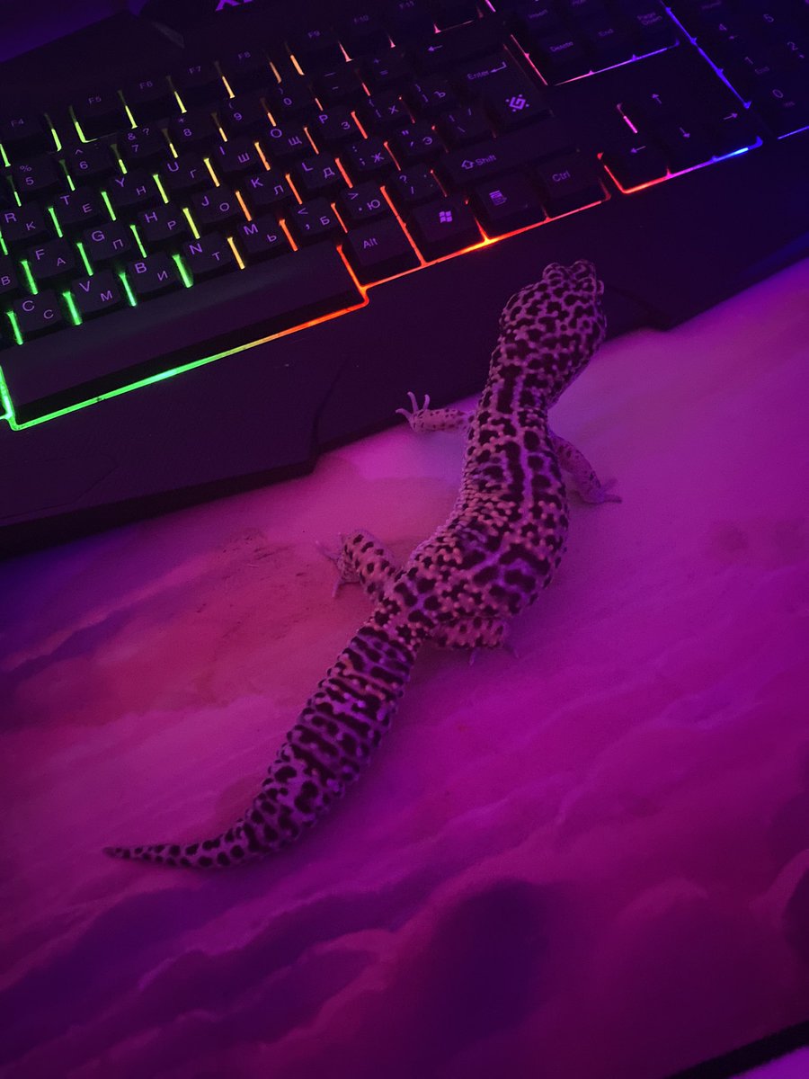 Valentine's day has begun, everyone is posting a photo of bouquets, but I don't have it 🐉

But I have a lizard @PieHentai She is still in the hospital and asked me to watch her 👁👅👁 https://t.co/EQIornrdJ7