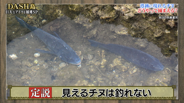 Dash島で四ツ手網漁をしたら猛毒のクサフグが獲れたが ふぐ調理師免許を取ったメンバーは まだ いない 鉄腕dash Togetter
