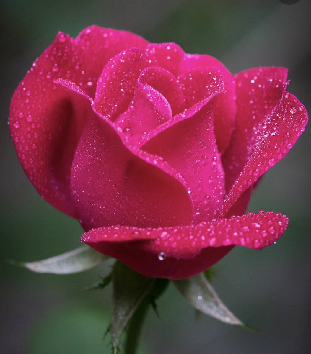 Happy Valentines Day xxx #love #ValentinesDay #rose