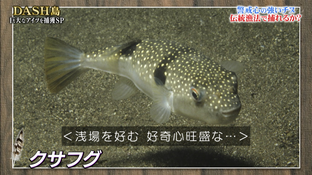 Dash島で四ツ手網漁をしたら猛毒のクサフグが獲れたが ふぐ調理師免許を取ったメンバーは まだ いない 鉄腕dash 2ページ目 Togetter
