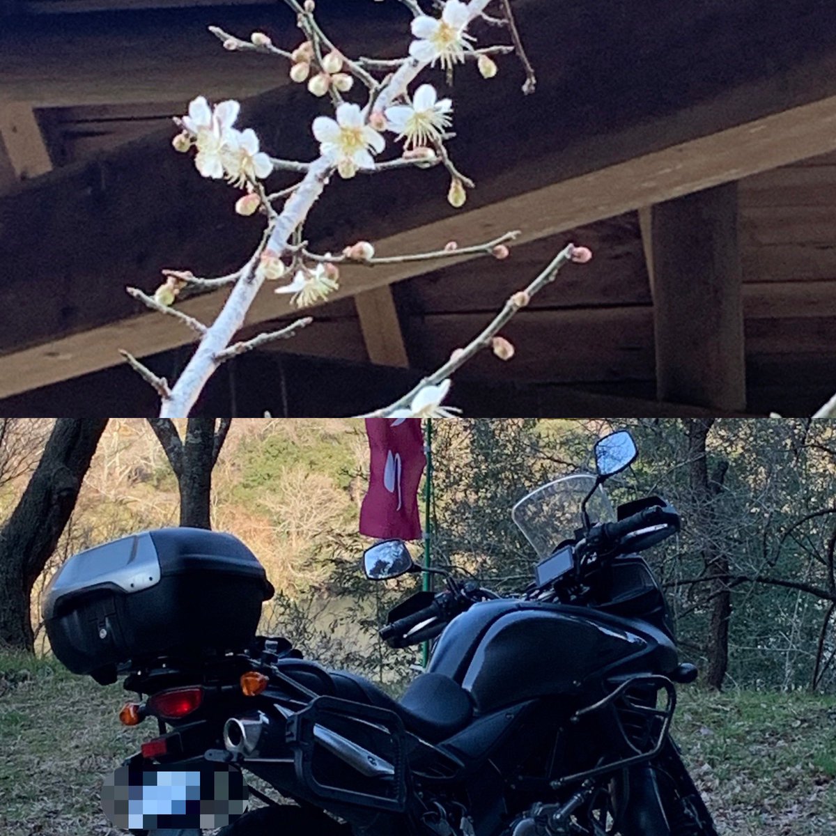 Osakavstrom 月ヶ瀬へ 梅はまだ咲き始めでした 名阪国道ですぐ前でバイクと車の事故があり30分くらい足止めされました バイクは大破 車は目立った傷はなし 改めて事故ればバイクは怖いと感じました ライダーが無事だったらいいんですが Osakavstrom 月ヶ瀬へ 梅はまだ咲き始めでした 名阪国道ですぐ前でバイクと車の事故があり30分くらい足止めされました バイクは大破 車は目立った傷はなし 改めて事故ればバイクは怖いと感じました ライダーが無事だったらいいんですが
