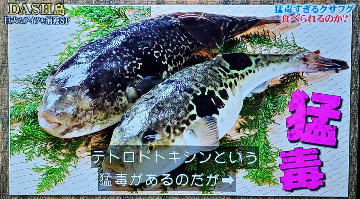 2月14日 ザ 鉄腕 Dash で フグ が話題に 3ページ目 トレンドアットtv