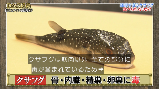 Dash島で四ツ手網漁をしたら猛毒のクサフグが獲れたが ふぐ調理師免許を取ったメンバーは まだ いない 鉄腕dash 2ページ目 Togetter