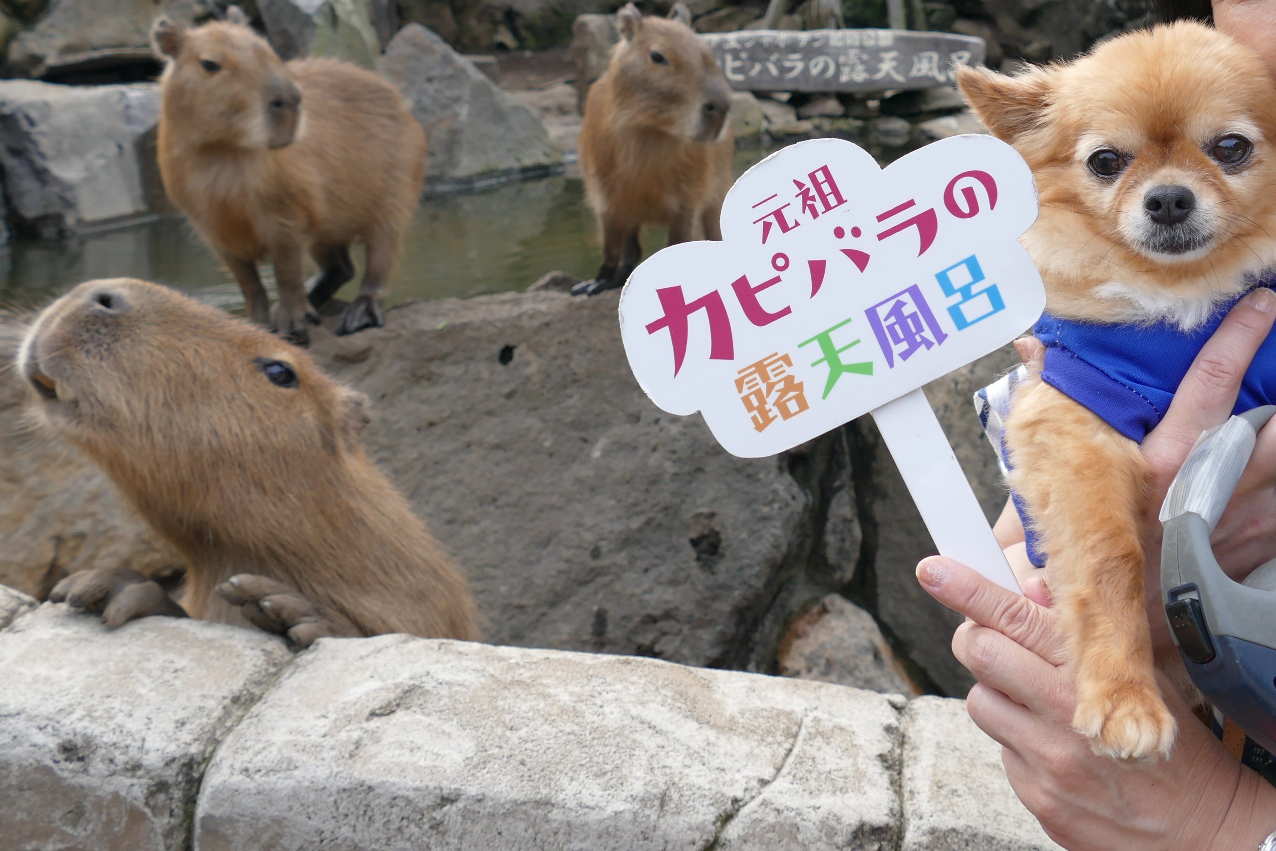 おにぎり と ぽー 新しいお友達 ぽーさん チワワ チワワのいる暮らし 旅する犬 静岡 伊豆 伊豆シャボテン動物 公園 T Co Rgtc47u4zj Twitter