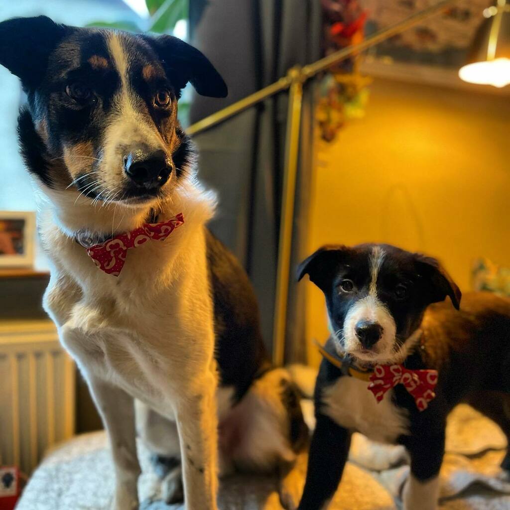 FoundLove_Blog's tweet image. Happy Valentines Day from these two little dudes! 🥰The new brothers are learning all about playtime and boundaries, and I’m dealing with being peed on 3 times a day. 🤦🏻‍♀️🤪 No matter how you spend the day, or who with... know that our little crew loves y… instagr.am/p/CLRUTAkhVfT/