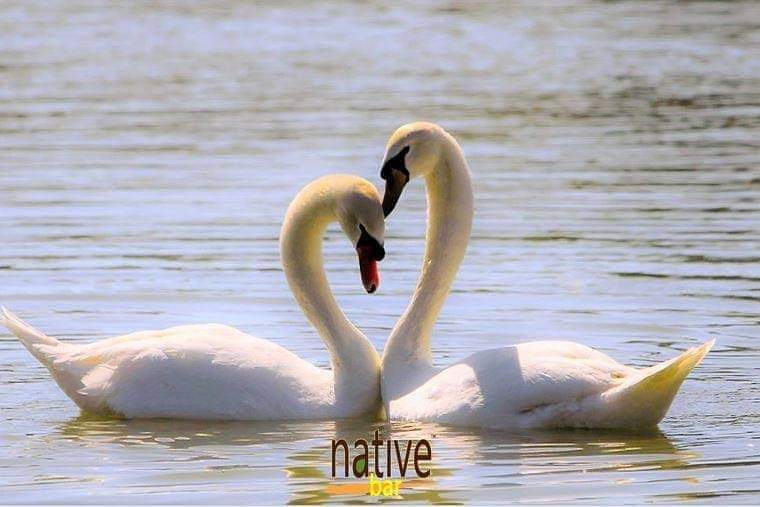 NativeBar's tweet photo. Happy Valentines Day 2021!  May your hearts be filled with joy &amp; love.. and your bodies nourished with #gonative , clean, food energy!
#Eatwell #LiveClean #vegan #veganfood #NonGmo #quinoabased #glutenfree https://t.co/NtEUltDZr5