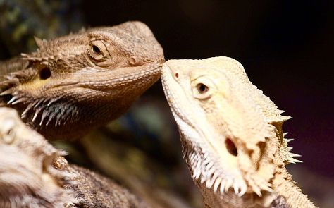 Ошейниковая игуана обыкновенная. Ящерицы обнимаются. Игуаны обнимаются. Прыткая ящерица самка. Пятнистый эублефар.