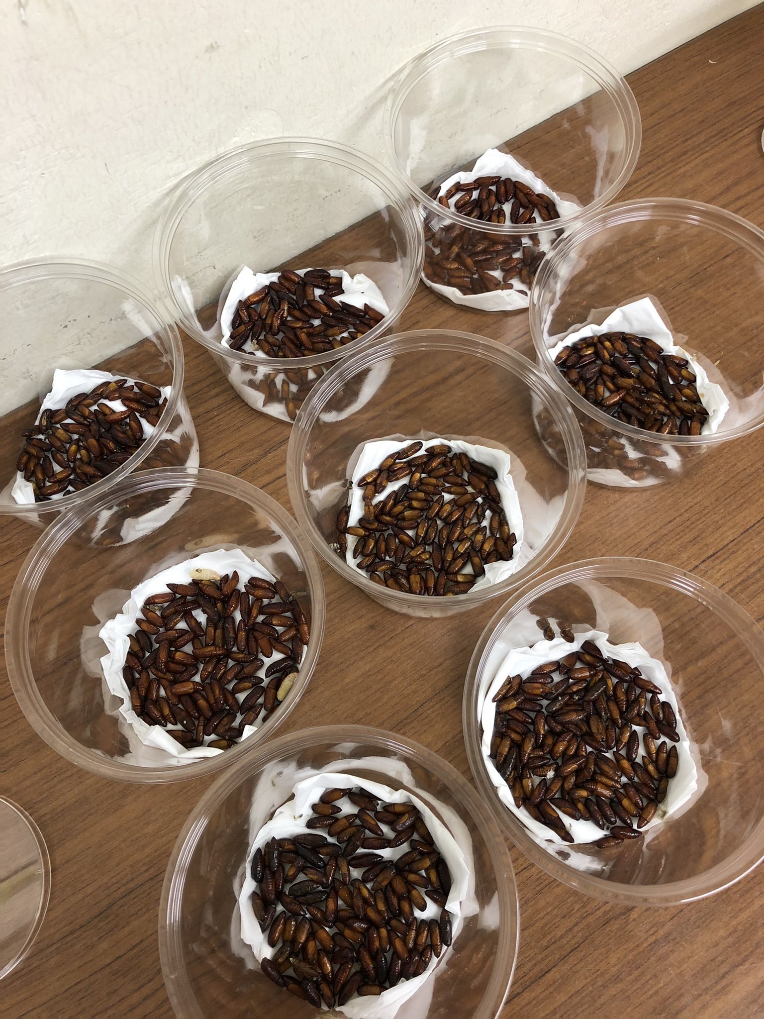 K Yamasaki カメラロール内をチョコで検索したらこれだった 糞虫と餌ガの蛹 チョコレートっぽい虫 T Co Jfm8hubl6o Twitter