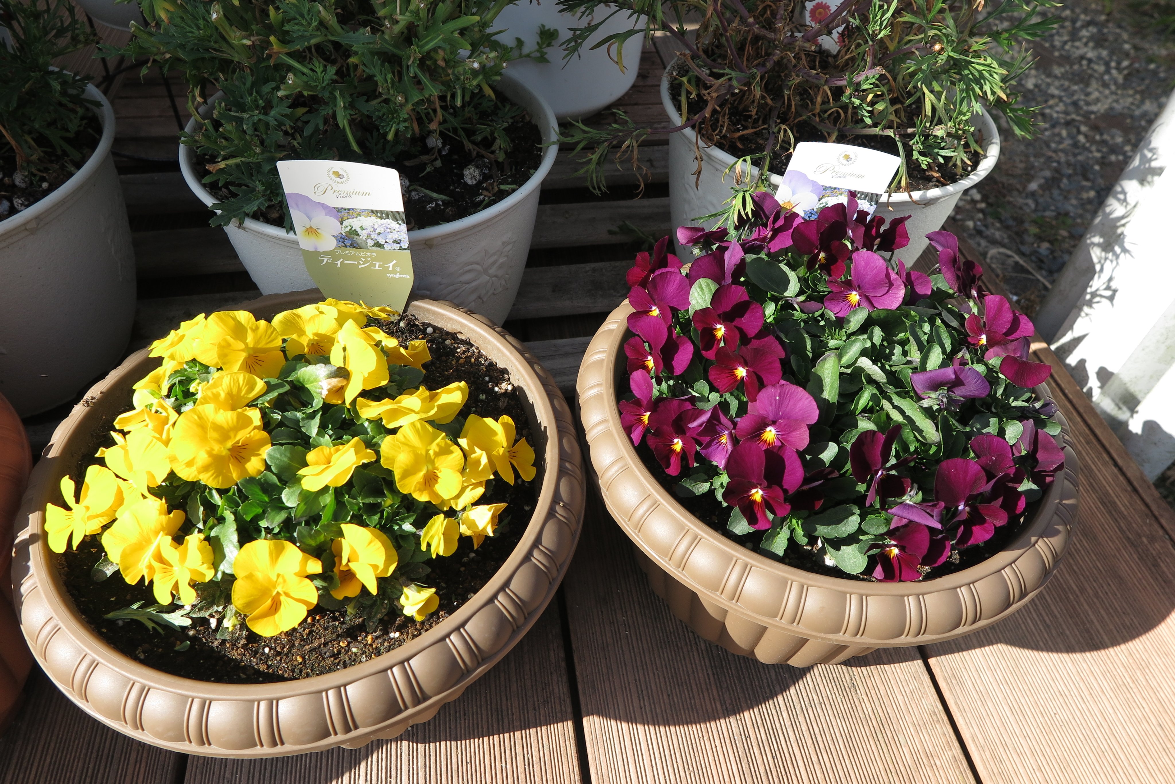 ばるさん ワクチン二回目接種済み 世界最大の種苗メーカーのシンジェンタのプレミアムビオラのｄｊ 一株398円 税抜き とフィオリーナよりもさらにお高いビオラ 特徴は圧倒的な色の鮮やかさと花上がりの良さ 黄色はフィオリーナのゴールドよりも