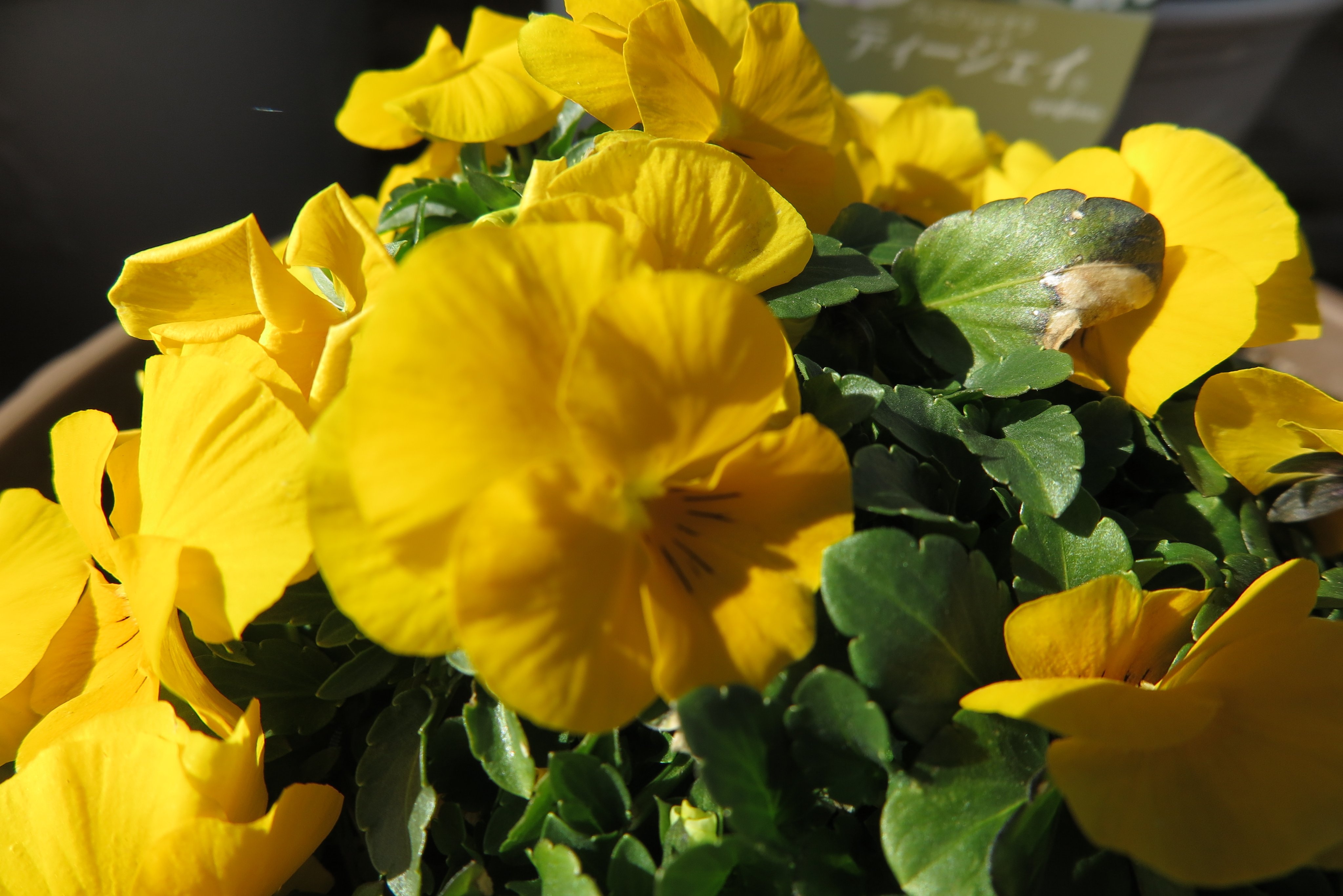 ばるさん ワクチン二回目接種済み 世界最大の種苗メーカーのシンジェンタのプレミアムビオラのｄｊ 一株398円 税抜き とフィオリーナよりもさらにお高いビオラ 特徴は圧倒的な色の鮮やかさと花上がりの良さ 黄色はフィオリーナのゴールドよりも