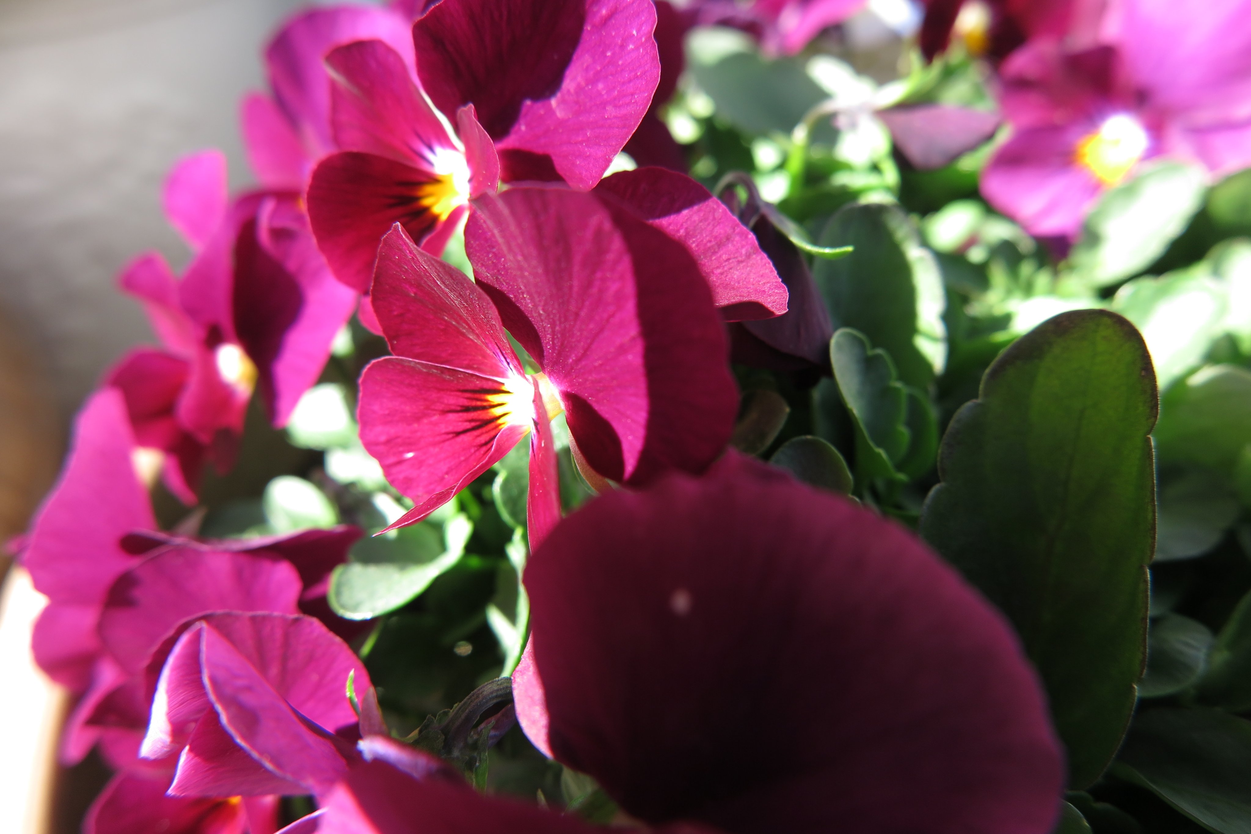 ばるさん ワクチン二回目接種済み 世界最大の種苗メーカーのシンジェンタのプレミアムビオラのｄｊ 一株398円 税抜き とフィオリーナよりもさらにお高いビオラ 特徴は圧倒的な色の鮮やかさと花上がりの良さ 黄色はフィオリーナのゴールドよりも