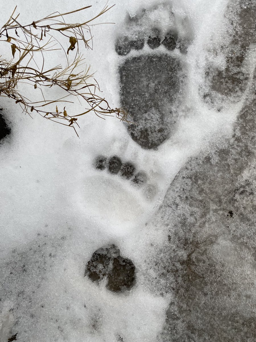 Found these prints on my front path this morning. What on earth made them 🤔? In a residential area in the west end of Glasgow (size 3 adult foot for scale!) any ideas??