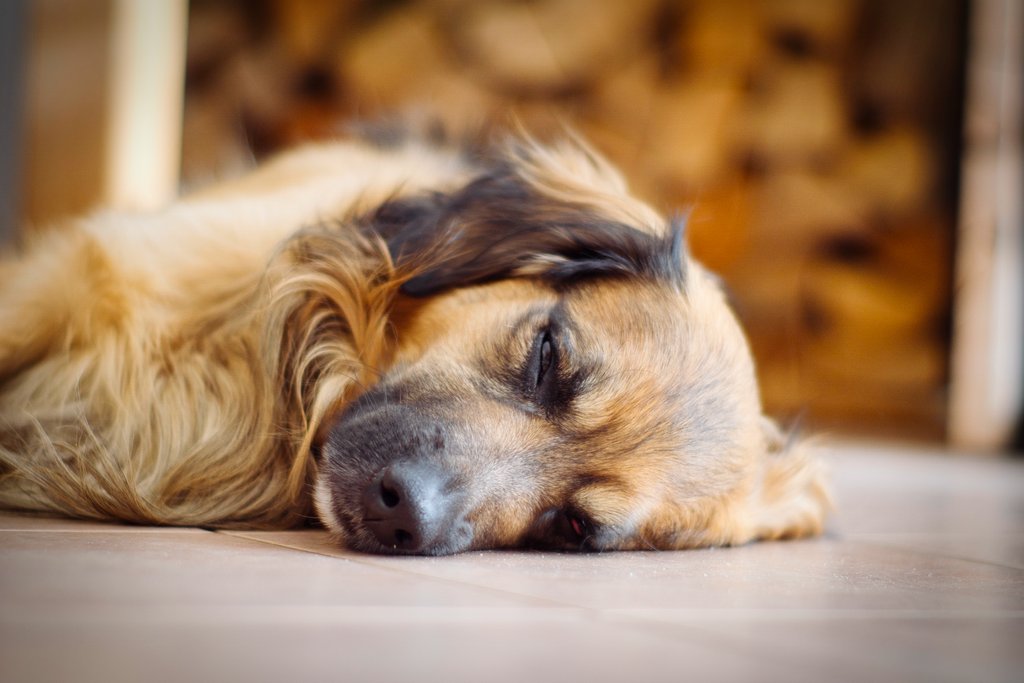 PlanktonDog's tweet photo. Sundays is for long naps and snuggeling …

🧡⁣⁣⁣⁣⁣⁣⁣⁣⁣⁣⁣⁣⁣ #plankton https://t.co/Vk6VmZKjac