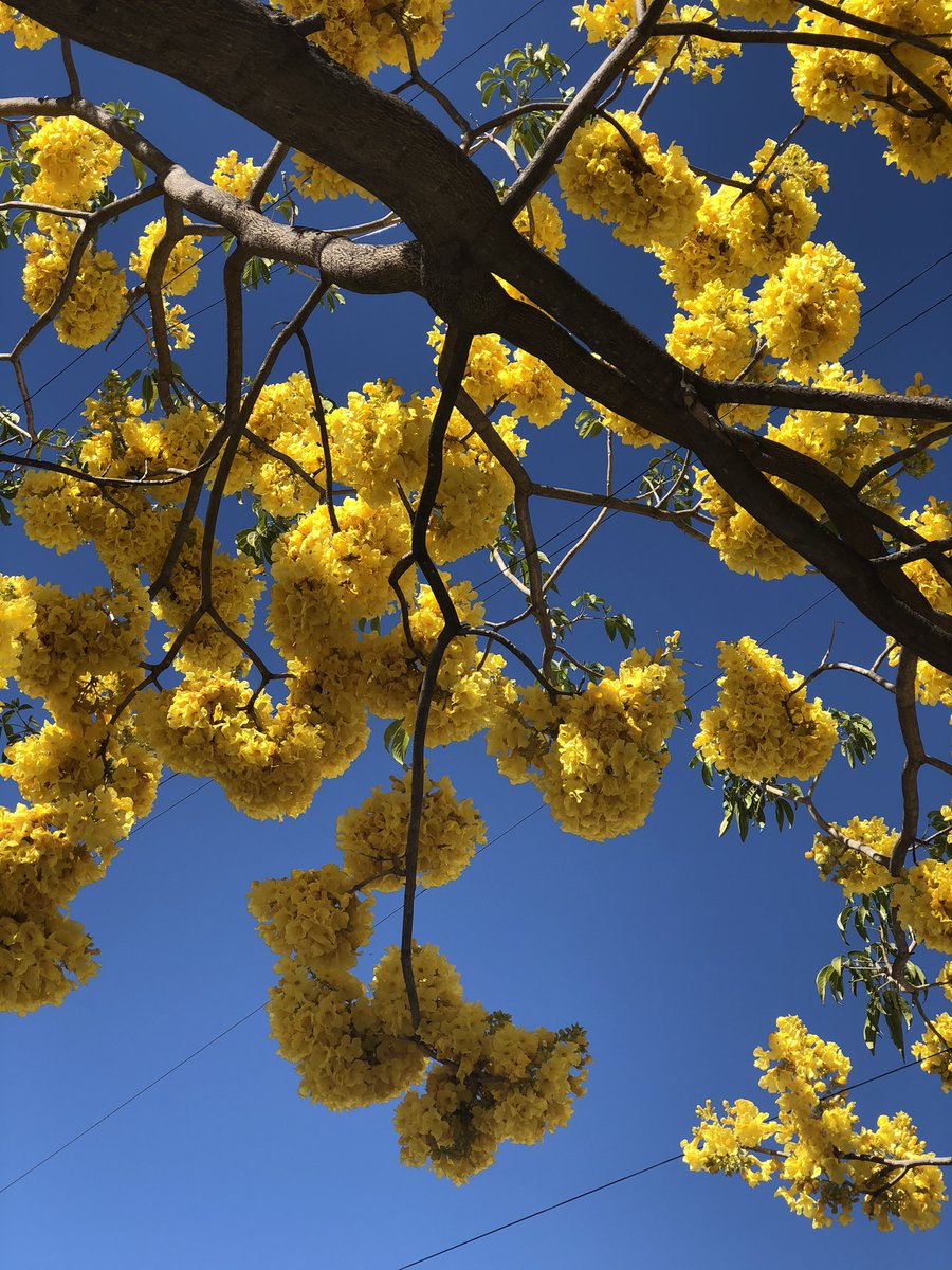 Con estos colores celebramos el aniversario de la ciudad. 
¡Feliz cumpleaños, #GDL!