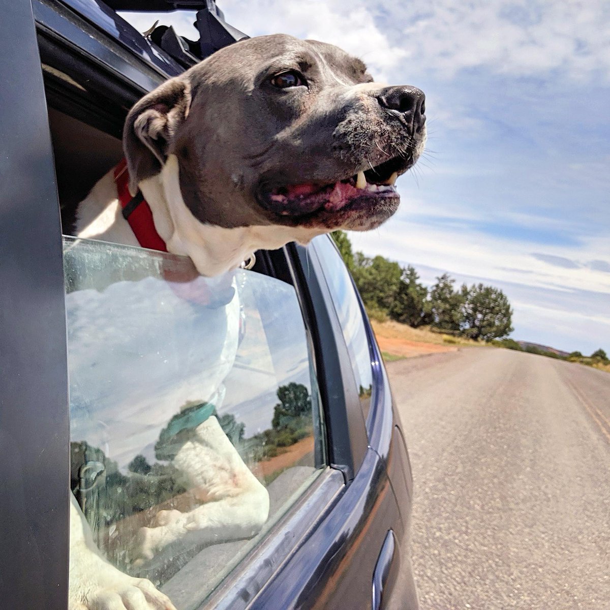 bestfriends's tweet image. From Pudge’s perspective, the world is a pretty awesome place. 😍 Though almost completely blind, this senior sweetheart has a youthful spirit  and navigates life just fine.

Pudge is waiting to find his forever home. Sponsor him for #ValentinesDay: bit.ly/SponsorPudge! 💘