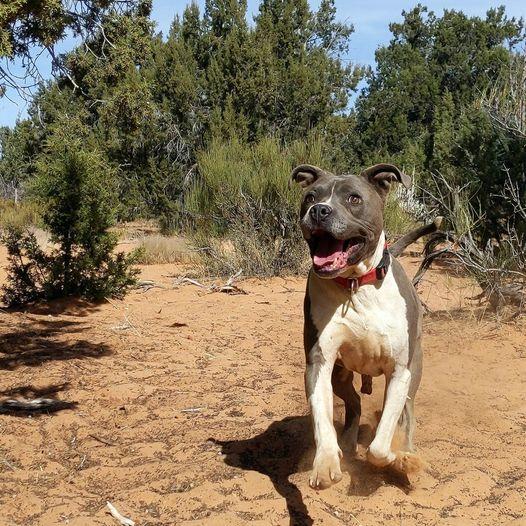 bestfriends's tweet image. From Pudge’s perspective, the world is a pretty awesome place. 😍 Though almost completely blind, this senior sweetheart has a youthful spirit  and navigates life just fine.

Pudge is waiting to find his forever home. Sponsor him for #ValentinesDay: bit.ly/SponsorPudge! 💘