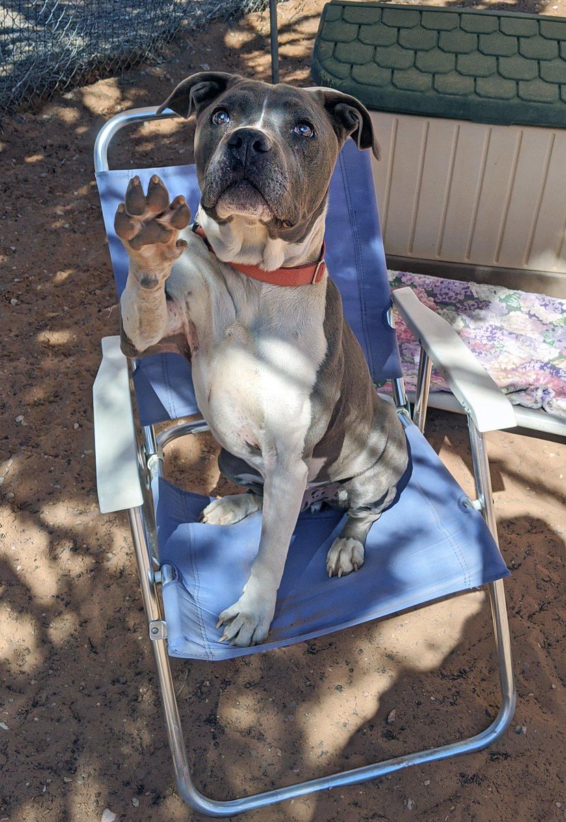bestfriends's tweet image. From Pudge’s perspective, the world is a pretty awesome place. 😍 Though almost completely blind, this senior sweetheart has a youthful spirit  and navigates life just fine.

Pudge is waiting to find his forever home. Sponsor him for #ValentinesDay: bit.ly/SponsorPudge! 💘