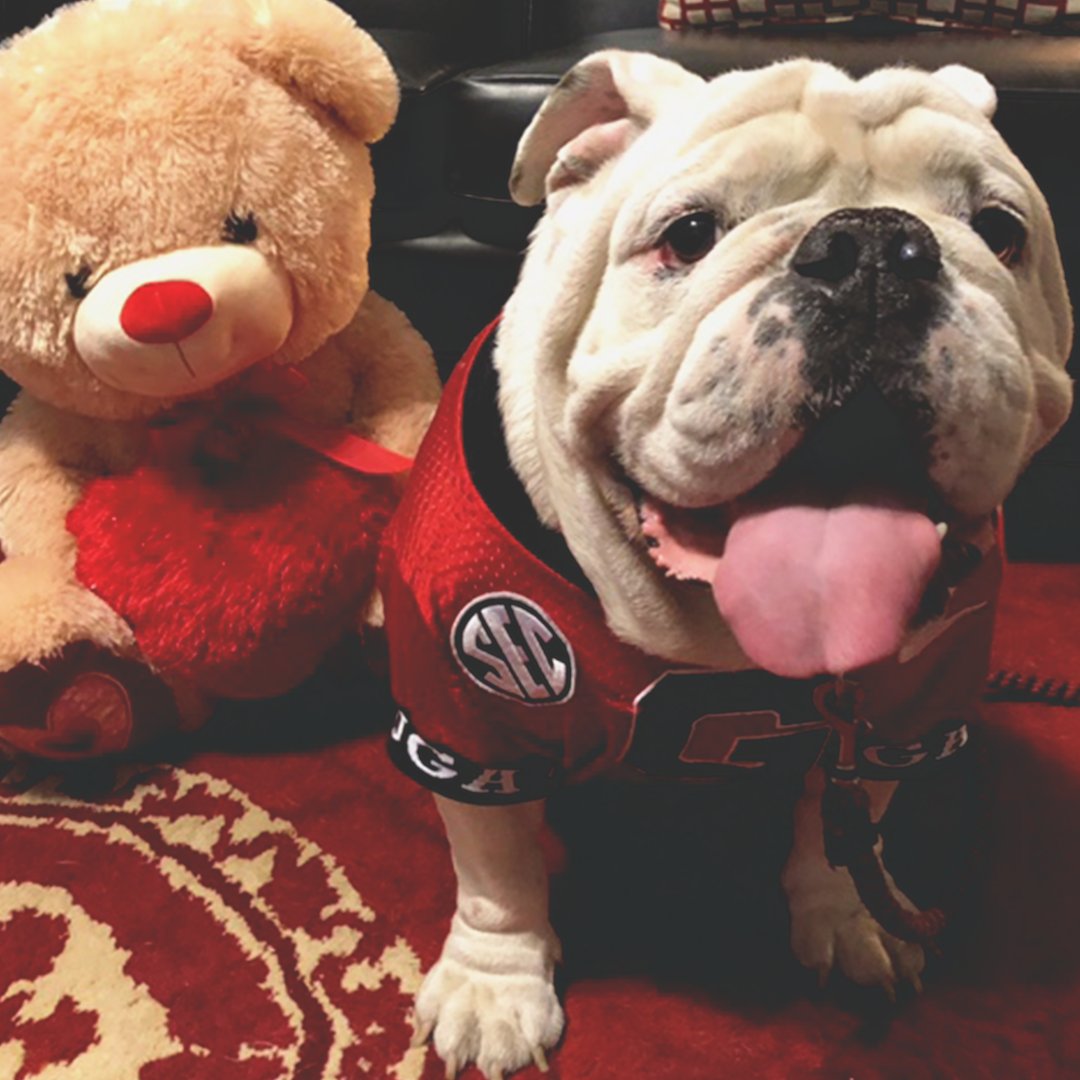 Georgia Bulldogs on Twitter: \
