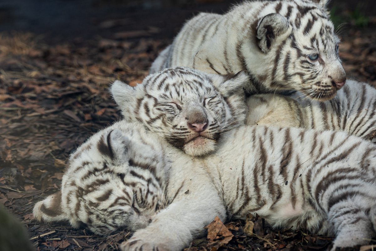 Aiko S Optimal Today