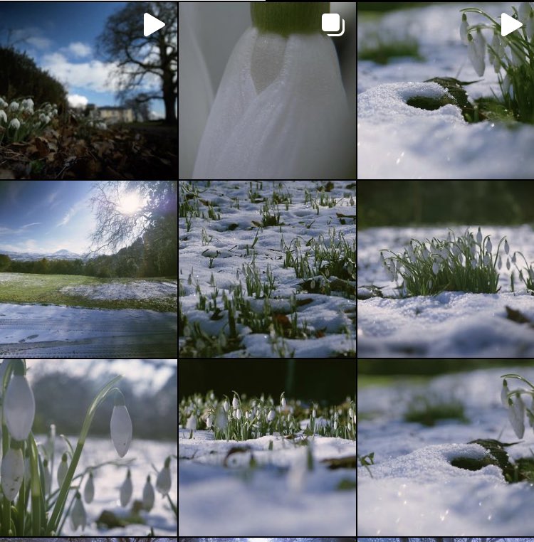 BurntOrangeVid's tweet photo. If you love snowdrops and other beautiful pictures please give us a follow on Instagram https://t.co/94Cf2FQtBC https://t.co/IV9BvLHY6H