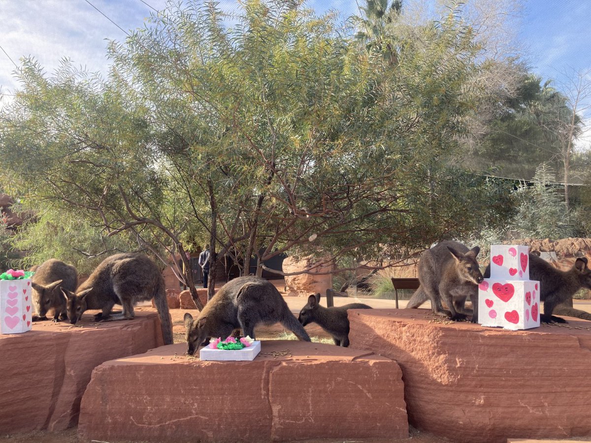 livingdesert's tweet photo. Wallaby my valentine? #ValentinesDay #AustralianAdventures #Wallaby #TheLOVINGDesert
📸 Animal Care Supervisor Claudia G. https://t.co/RYavy7KTQO