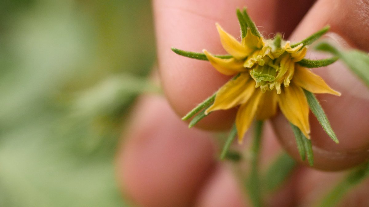 Greensgrow is undergoing lots of regenerative changes like the seasons. Thank you for a continued belief in urban gardening, local produce, and for just loving plants and animals. Here's a flower from last year's crop,  a little sunshine.

Can you guess the crop in the image?🌻