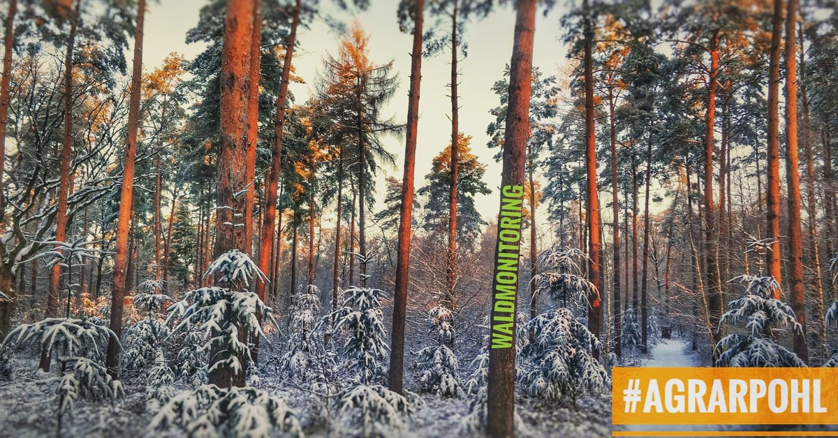 agrarpohl's tweet photo. Waldmonitoring
Winter in den Wäldern der Lüneburger Heide - Aufgrund der Wetterlage #Flockdown finden keine Befliegungen statt. Aktuell sind einige Flächen für die Kartierung, Dokumentation und Zustandsüberwachung im Wald zu befliegen.#agrarpohl #RuralMonitoring #Waldmonitoring https://t.co/idw8KxA1fQ