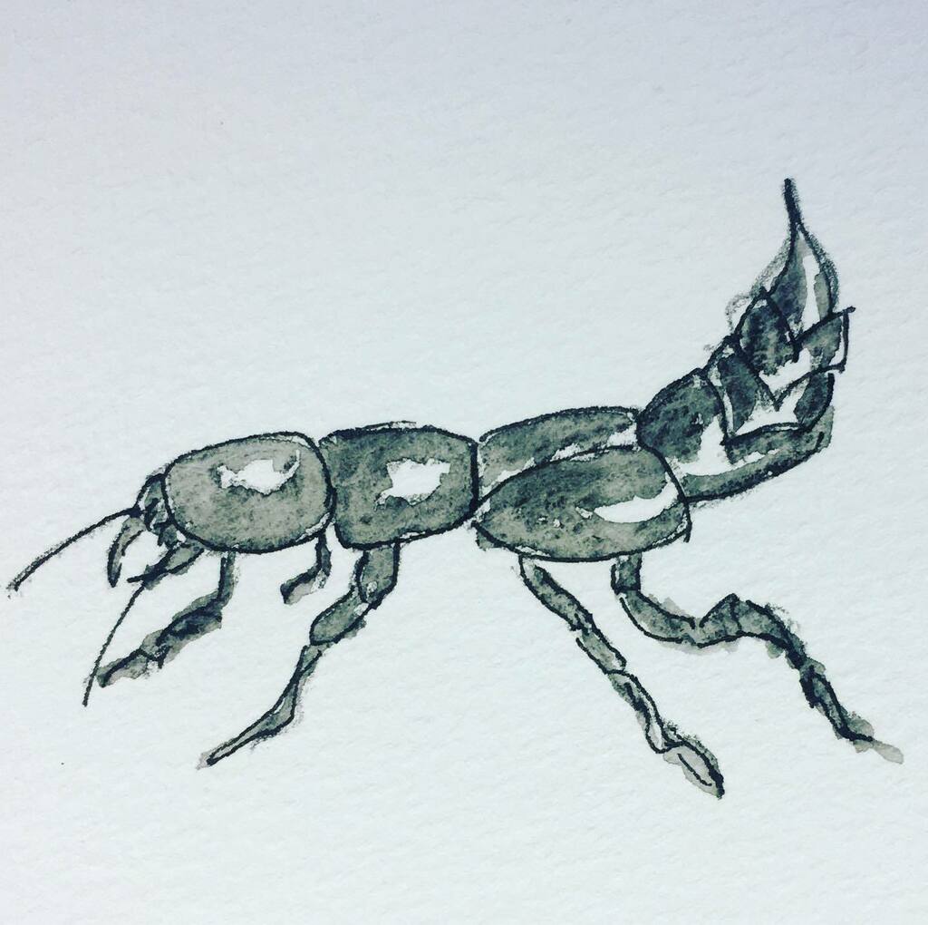 BlueDoor_Studio's tweet photo. New project. No buildings here... #inkandwash #sketching #drawinginsects #illustration #devilscoachhorse #welshartist #artigram https://t.co/bPj2PG14JW https://t.co/sRXE5c4Cbj