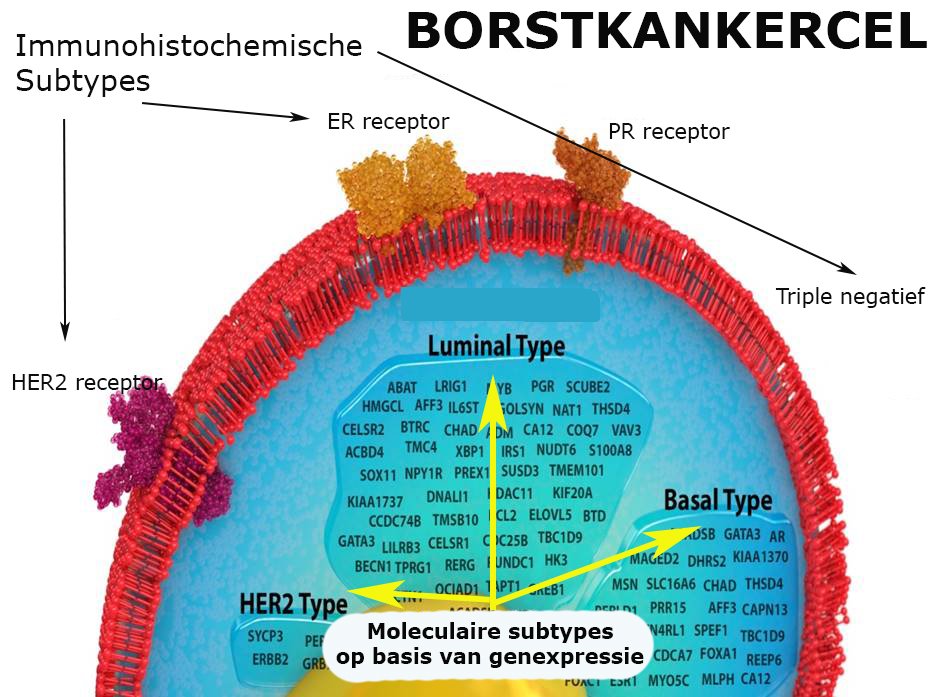 DrLuiten's tweet photo. @Surgipoort Met DNA testen (#BluePrint) nog nauwkeuriger het biologisch gedrag en #tumorkenmerken van #borstkanker onderscheiden: Op weg naar Therapie op Maat ipv "One size fits all"

Kijk op  https://t.co/XSY9ORjzTr https://t.co/OGBBtcAFhv