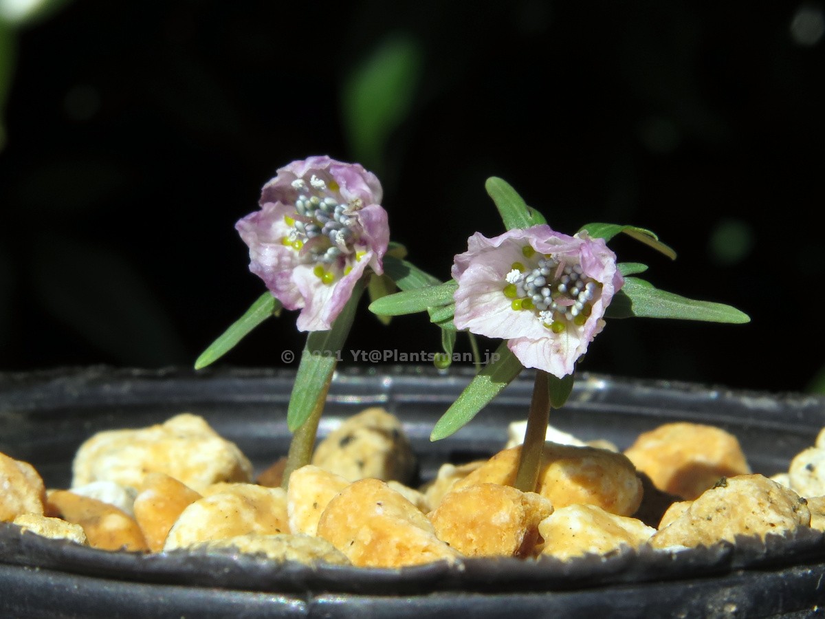Eranthis Eranthis