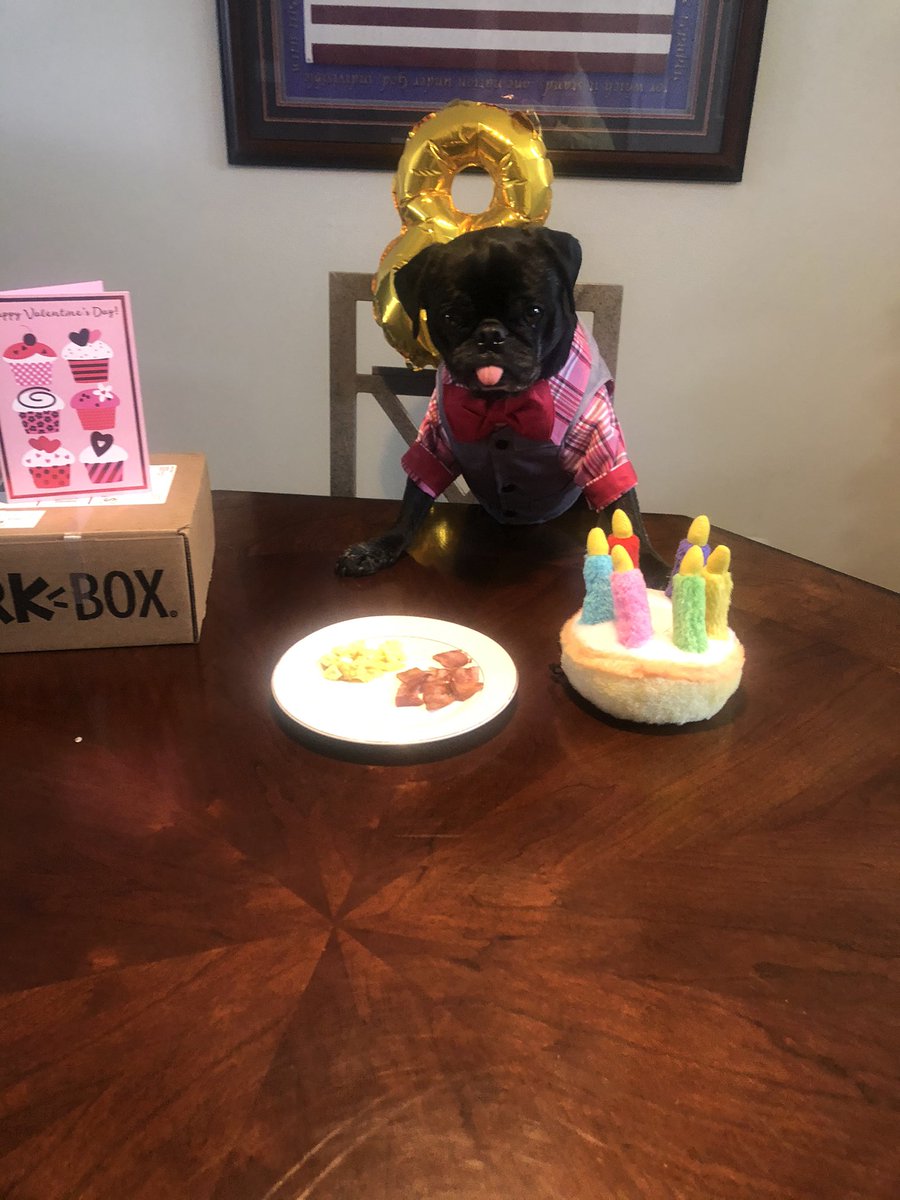 buckwheat_pug's tweet photo. Happy Gotcha day to me!!!  My new and quite handsome outfit is from @TheStylishBisou https://t.co/m3ihEAijpe