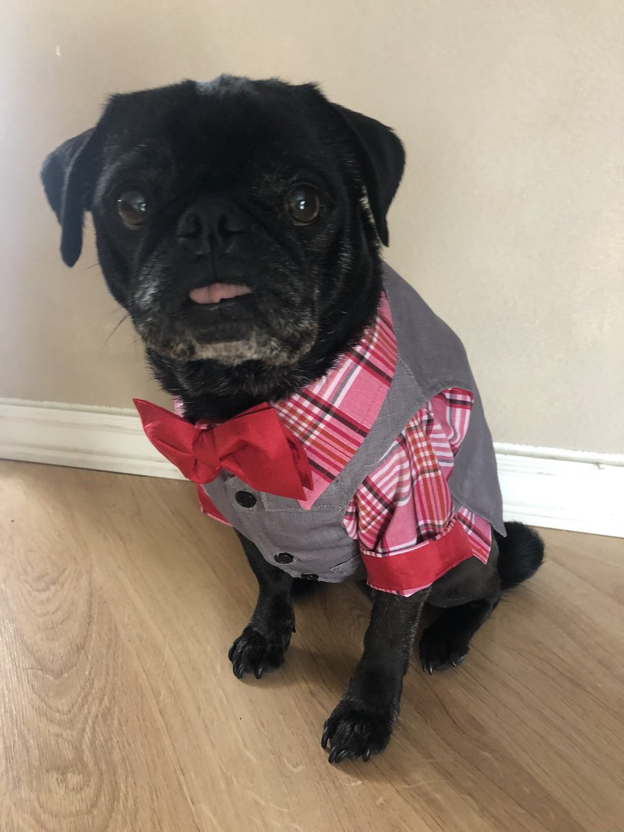 buckwheat_pug's tweet photo. Happy Gotcha day to me!!!  My new and quite handsome outfit is from @TheStylishBisou https://t.co/m3ihEAijpe