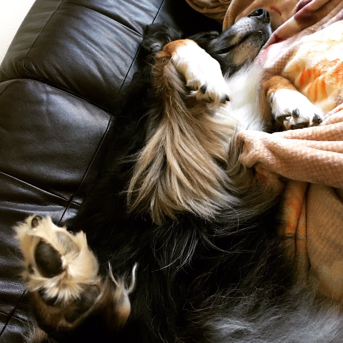 saragpayne's tweet photo. @ravenscimaven Josie! She’s an Australian Shepherd that loves belly rubs 😍 https://t.co/eHad54MKUn