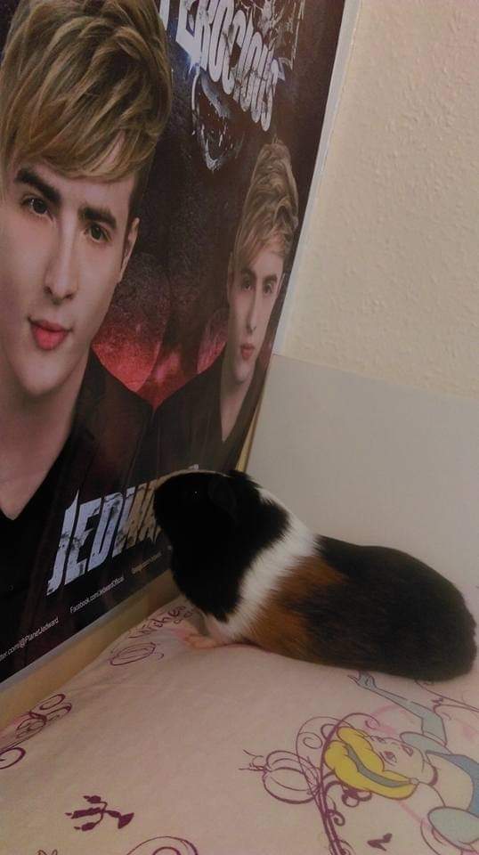 KittySpitfire's tweet photo. Photos of little Millie adoring you guys @planetjedward @jepichq @WorldOfBlaze 

Happy Valentine's Day 

❤❤❤❤ I wish she was still here to snuggle, will never get over losing her but at least I've had long snuggles today with Edward xXxX https://t.co/HNEzwljEYK