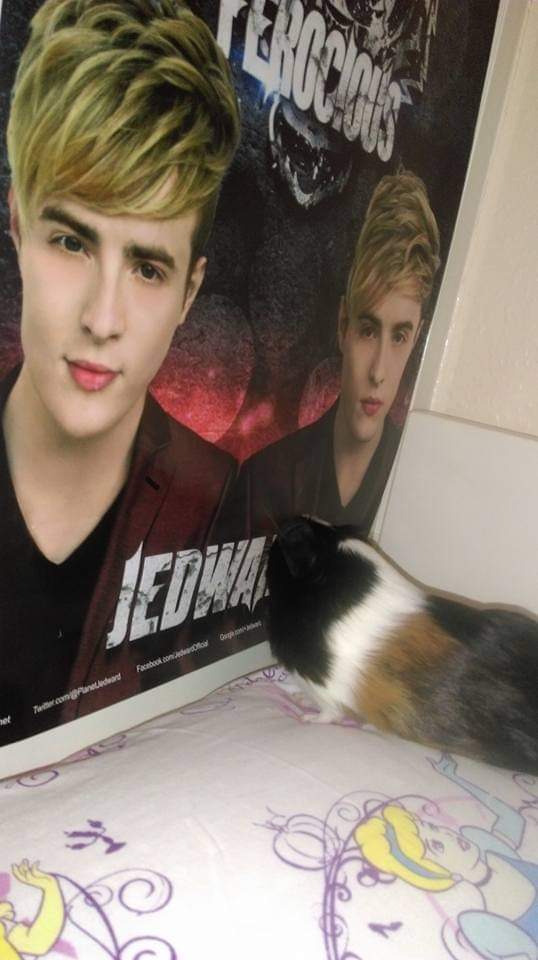 KittySpitfire's tweet photo. Photos of little Millie adoring you guys @planetjedward @jepichq @WorldOfBlaze 

Happy Valentine's Day 

❤❤❤❤ I wish she was still here to snuggle, will never get over losing her but at least I've had long snuggles today with Edward xXxX https://t.co/HNEzwljEYK