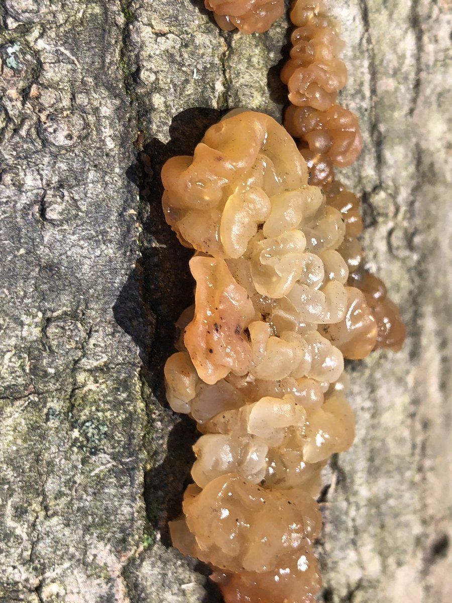 And sometimes we aren’t sure about what exact species we are looking at but this might be a Crystal Brain Fungus (Myxarium nucleatum). Although we are uncertain this jelly fungus was too cool not to share. We will update the identification once we know for sure!